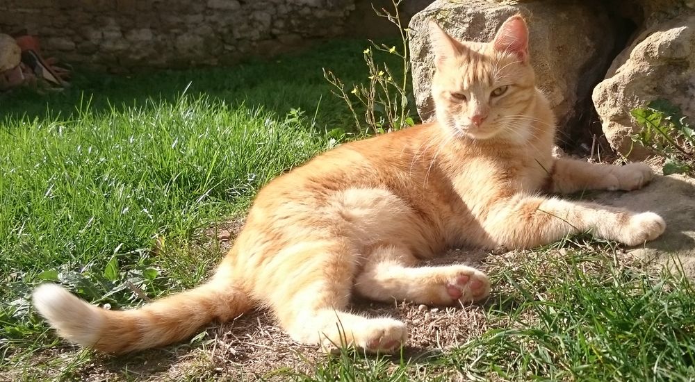   Chat Perdu 