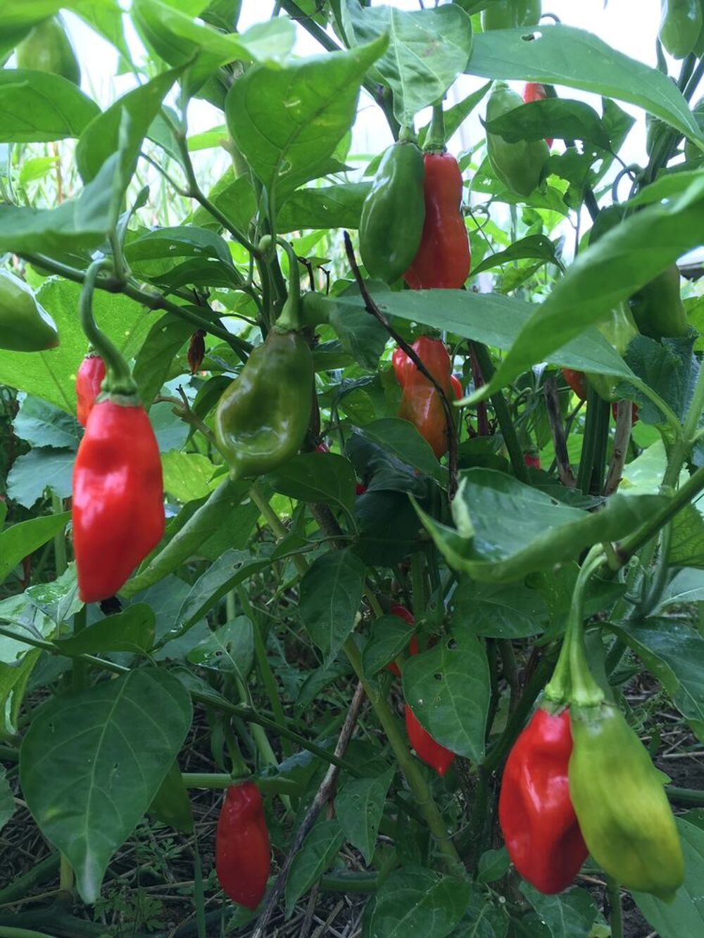 Jeunes plants Piment VEGETARIEN des ANTILLES Jardin