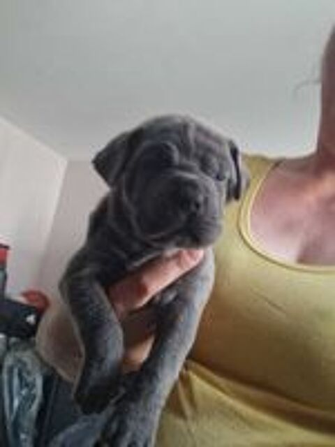   Cane corso a reserver 