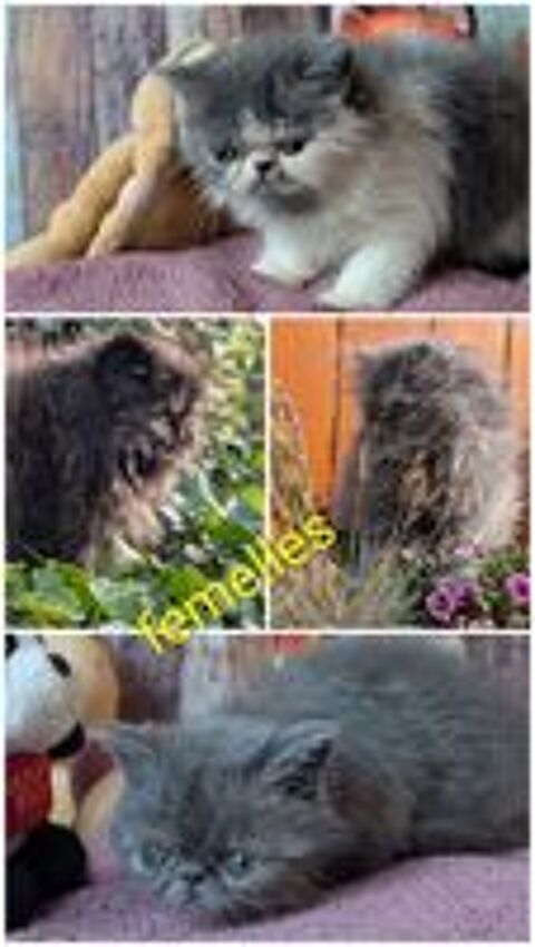   Chaton Persan loof  