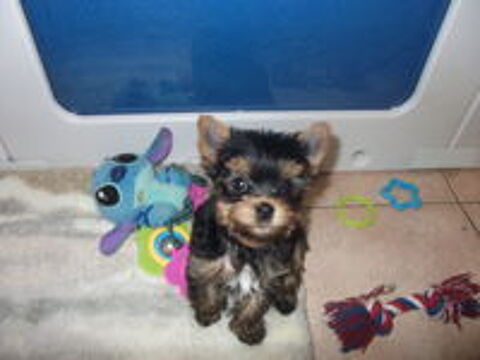  TRES; BEAUX CHIOTS YORKSHIRE TERRIER;(PETIT GABARIT) 
