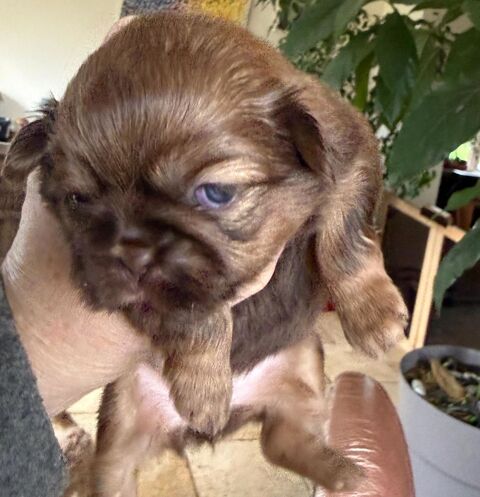 Chiot femelle shih tzu chocolat NON-lof a r&eacute;server 1200 61230 Cisai-saint-aubin