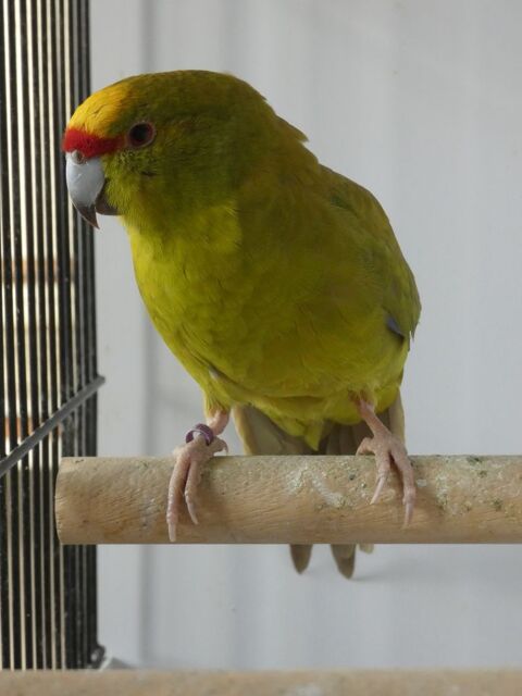 oiseaux 50150 45310 Tournoisis