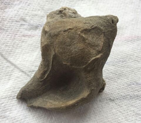 Coquillage fossilisé 0 Paris 20 (75)