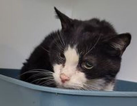   BLUM, chat blanc et noir, 15 ans 