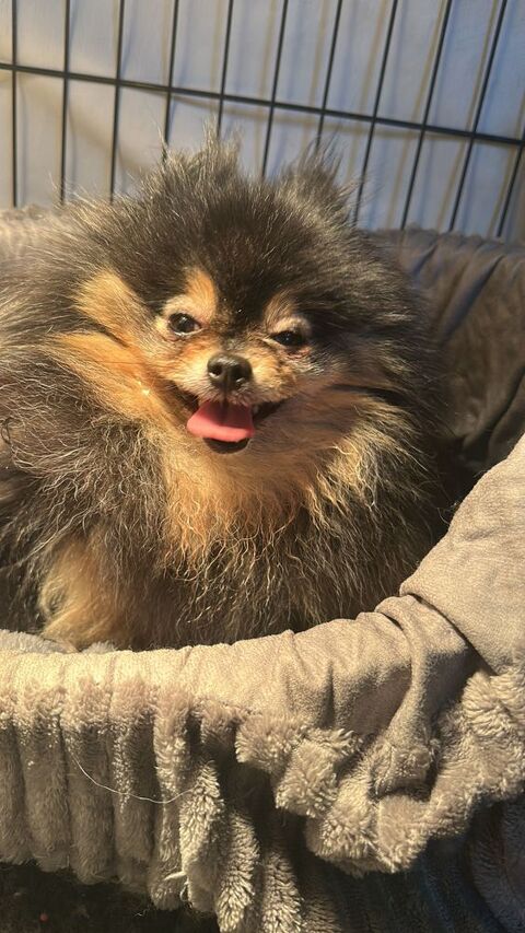 Chiots Spitz minis "Loulou de Pom&eacute;ranie" 1200 35000 Rennes