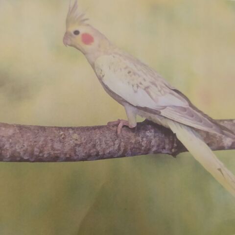 Recherche "PERLE" Calopsitte PERDUE le 10/9/24 50 91200 Athis-mons