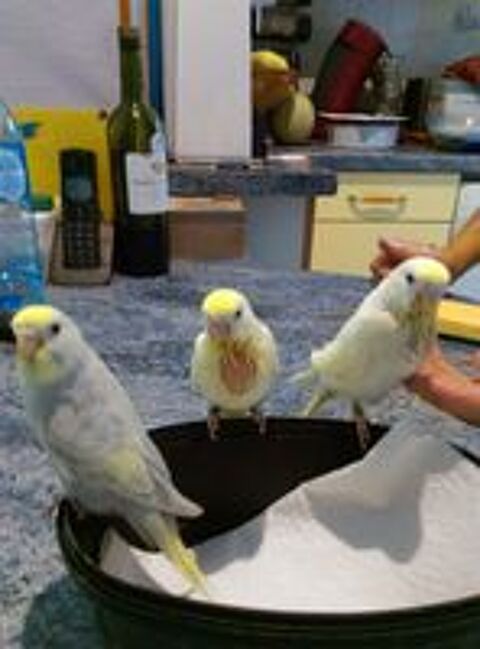   �leveur amateur dispose d'oiseaux de cage et voli�re 