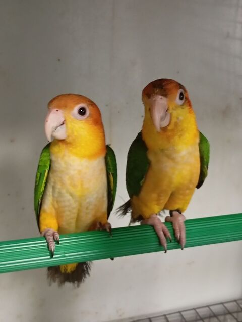 Caique &agrave; t&ecirc;te orange et Perroquet de Jardine 550 47430 Caumont-sur-garonne