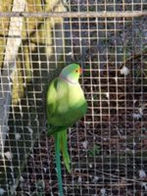   Mâle perruche à collier verte de 3 ans 