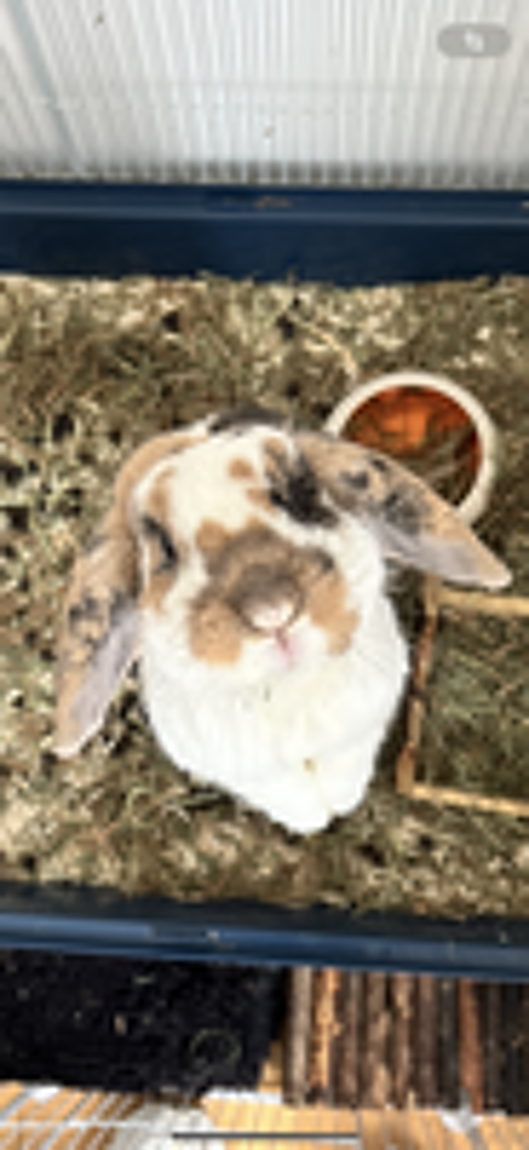   Lapin nan b�lier � donner  