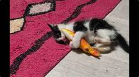   Merlin un petit bout parfait  