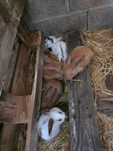   Bébé Lapin Fermier 