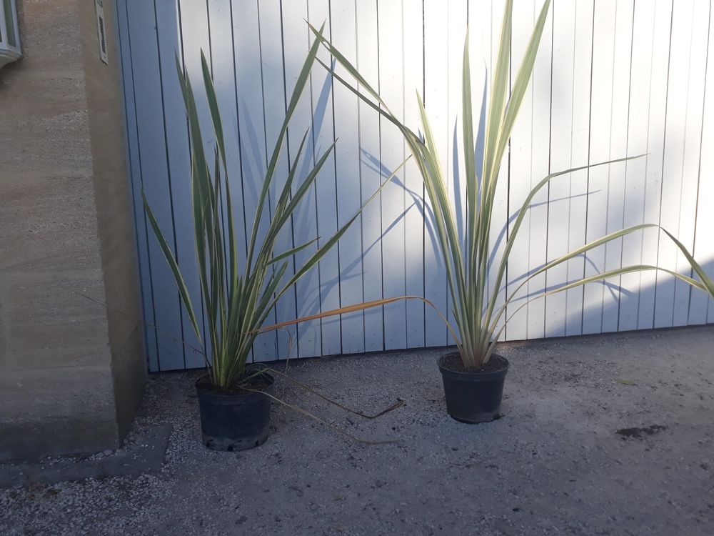 Phormium Panach&eacute; ou Pourpre 'Lin de Nouvelle-Z&eacute;lande ??? Jardin