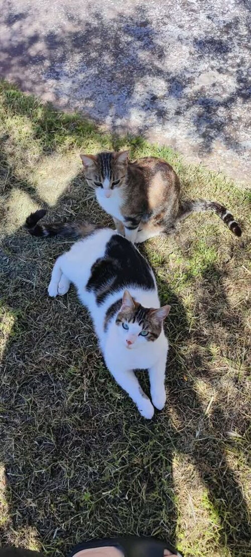   Chat TAOetTANGO à l adoption 