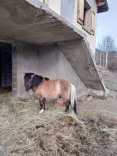   talon shetland 