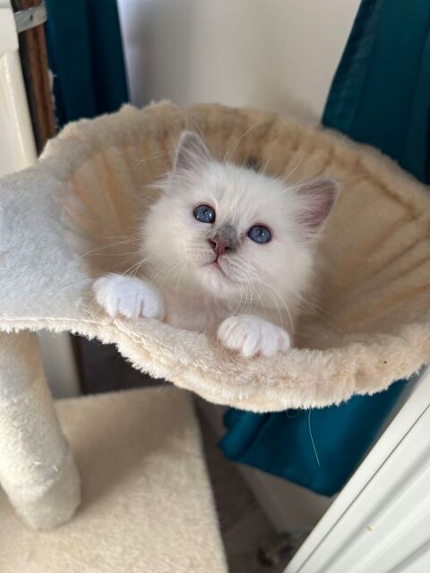 Vends 1 chaton mâle Sacré de Birmanie 800 60340 Saint-leu-d'esserent