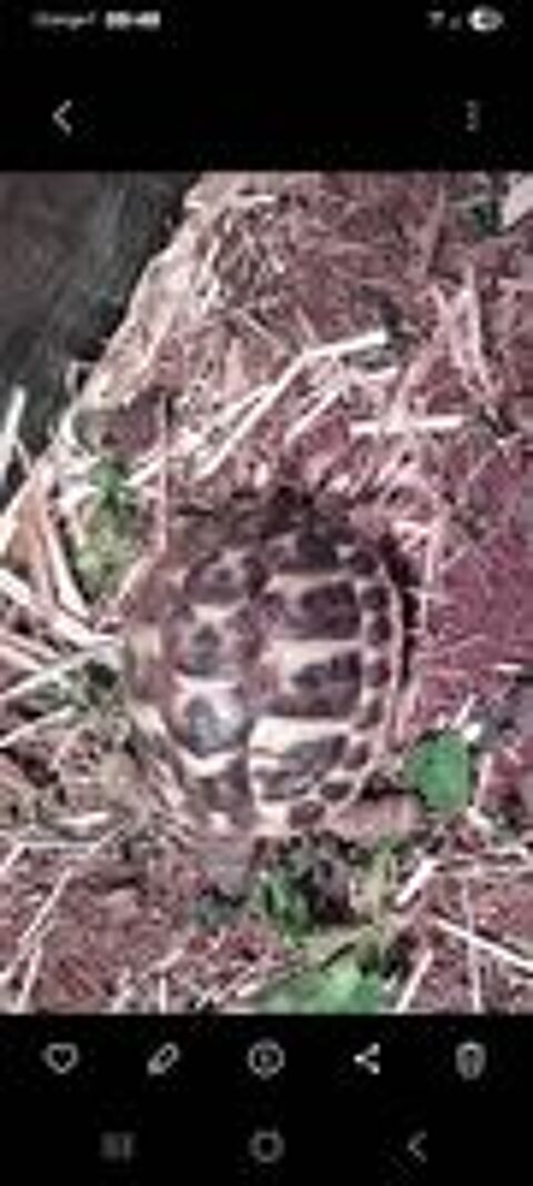   Tortue  