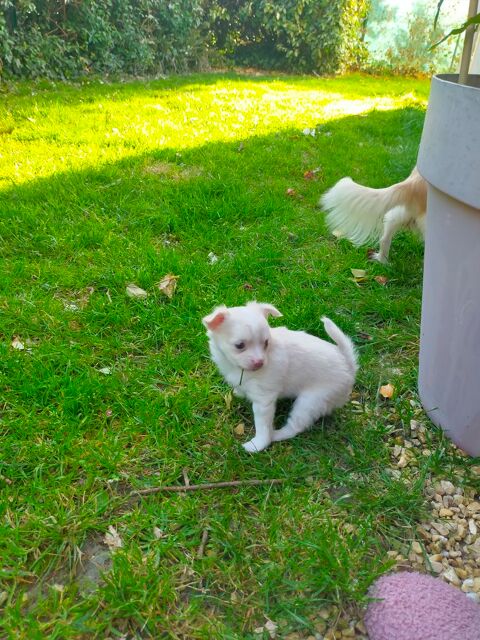 Chihuahua beige tr&egrave;s clair m&acirc;le 650 56000 Vannes