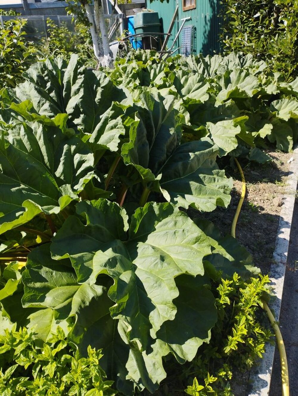 Rhubarbe Jardin
