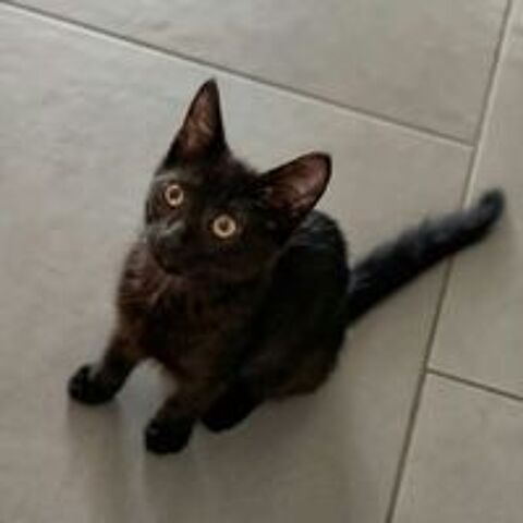   BLACKY 