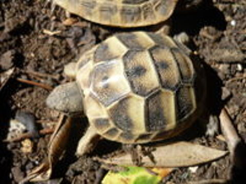   Tortue de terre 