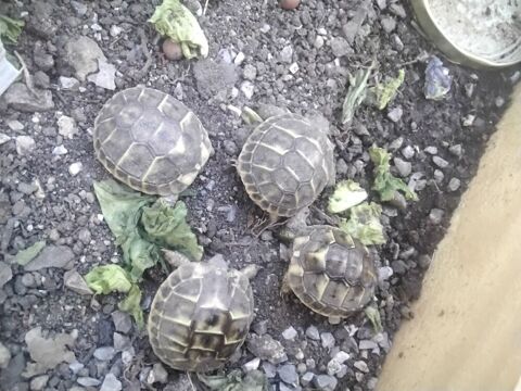 Tortues 25 30520 Saint-martin-de-valgalgues