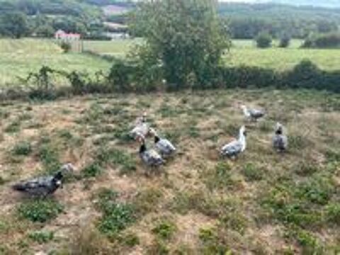   Canards de barbarie pour gavage  