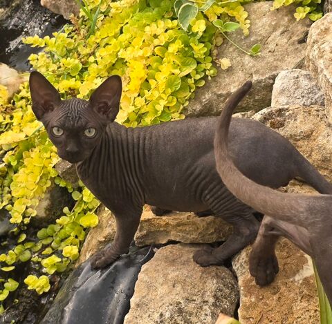 Adorable Chatons sphynx 1200 79800 Souvigné