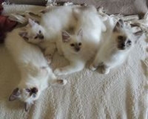   Chatons Sacrés de Birmanie LOOF disponibles à l'adoption 