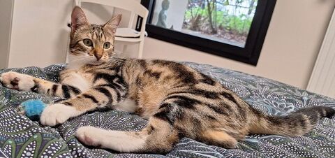 BORA FEMELLE TIGREE 1 AN 195 92260 Fontenay-aux-roses