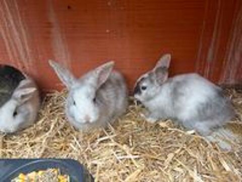   Lapin nain  