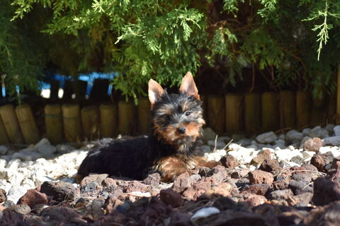 chiots yorkshire,york 900 83170 Brignoles