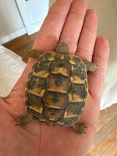  Tortue 1 an  