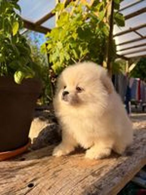  Chiot spitz type pomeranien  