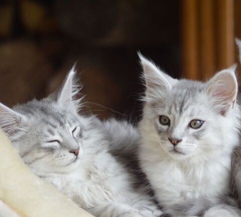 Chatons Maine coon loof 1400 44810 H�ric