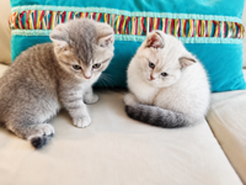   Chatons British 