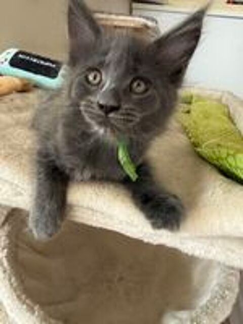   Bella ? chaton Femelle Maine Coon Bleue 