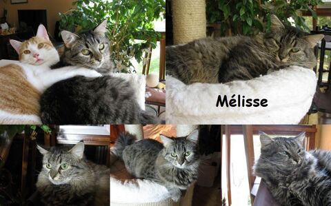 URGENT POUR MELISSE 5 ANS A ADOPTER 94220 Charenton-le-pont