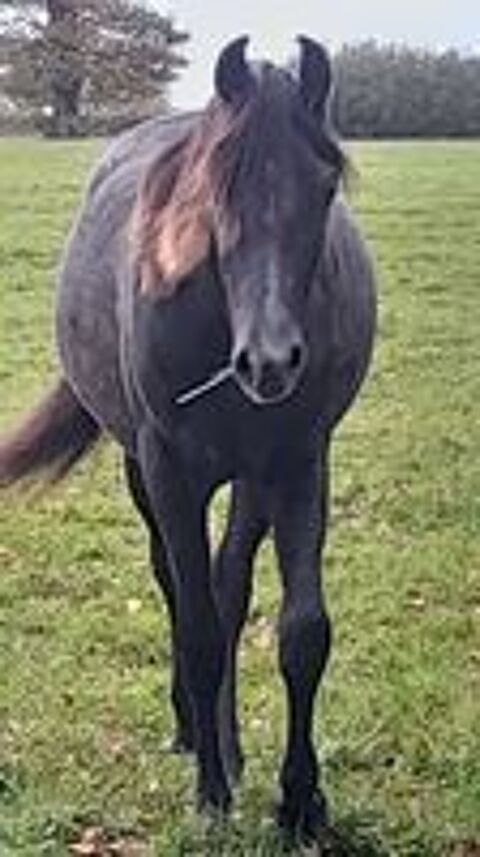   pouliche psar sabino et dsa 