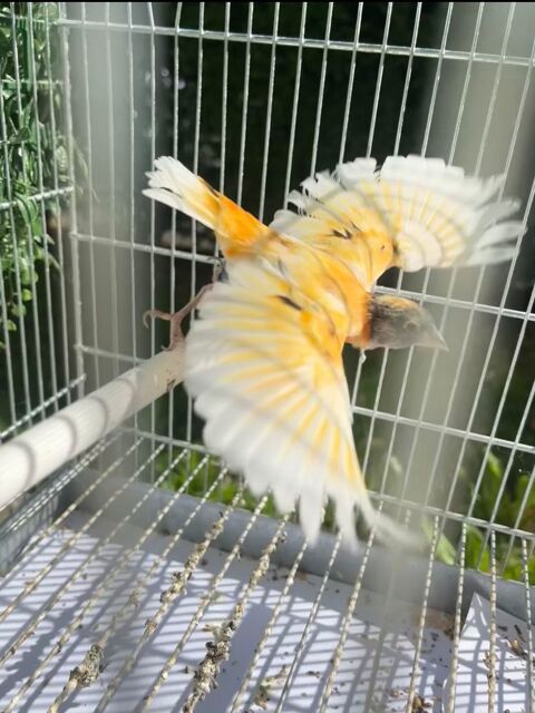 Tarin Venezuela mutation silice 450 95800 Cergy