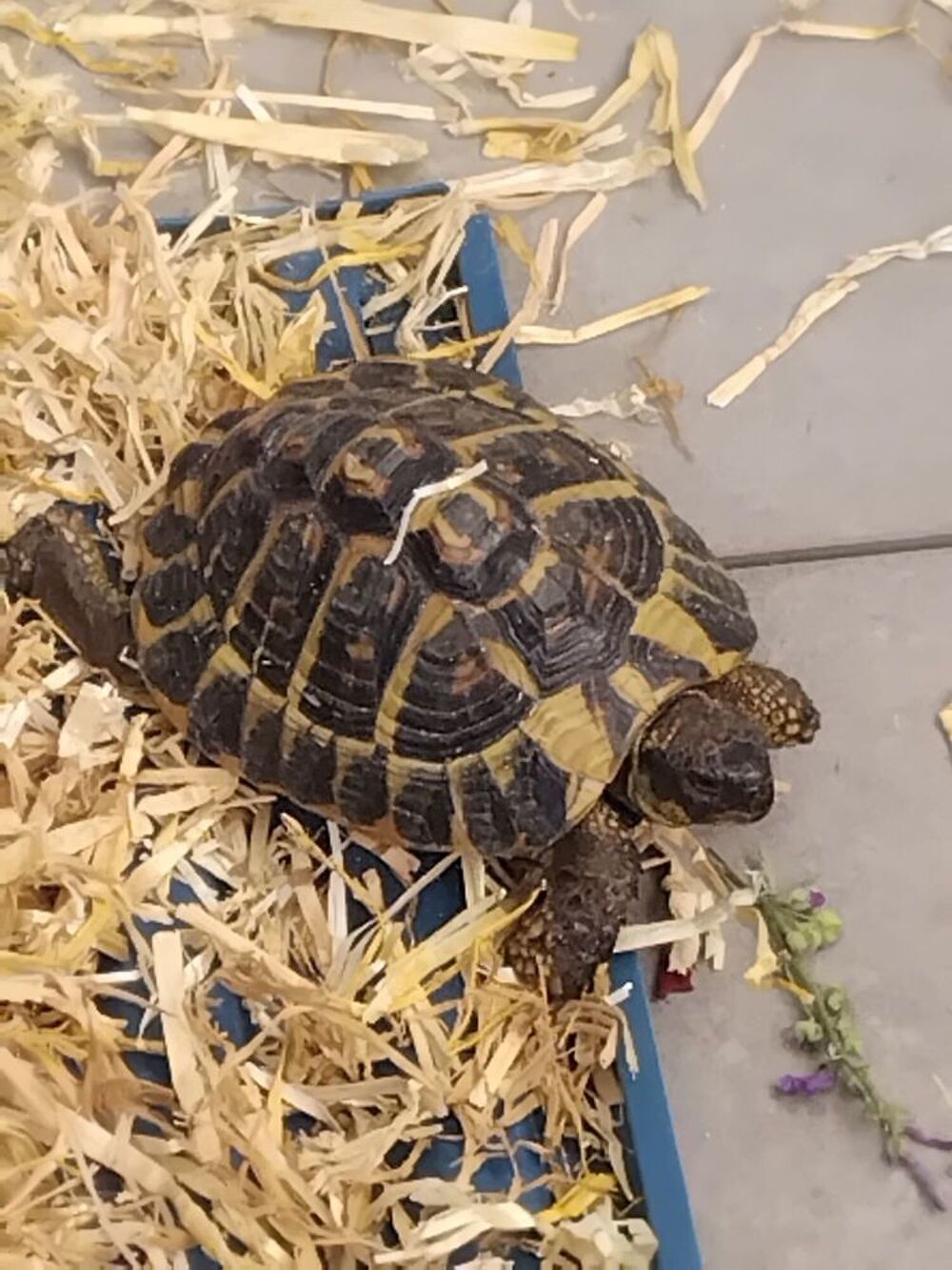   Tortue  