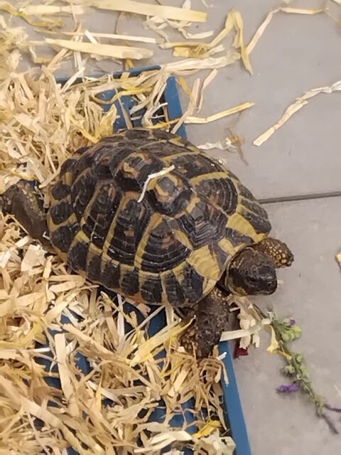 Tortue 80 13270 Fos-sur-mer