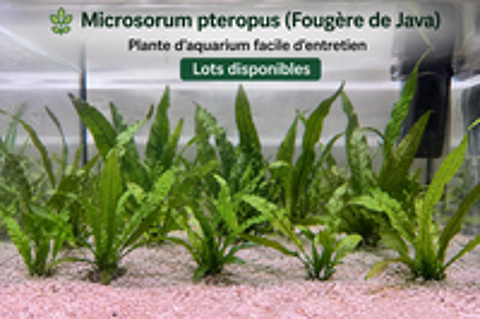   Plantes d'aquarium ? Fougère de Java (Microsorum pteropus) 