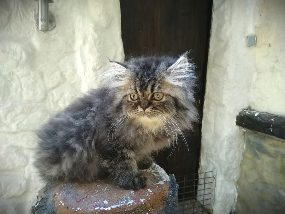   Chatons males persans 