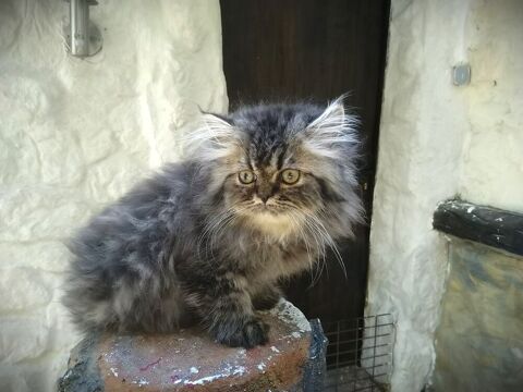 Chatons males persans 749 07600 Vals-les-bains