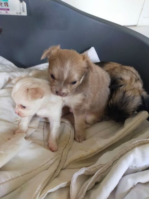 A r&eacute;server 
2 chihuahua m&acirc;le 
1 chihuahua femelle.
650 56000 Vannes