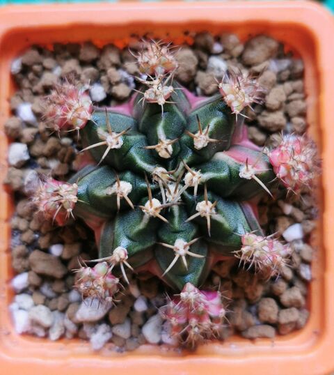 Cactus Gymnocalycium  Bubble Gum    le titre de votre objet. 7 Saint-Apollinaire (21)