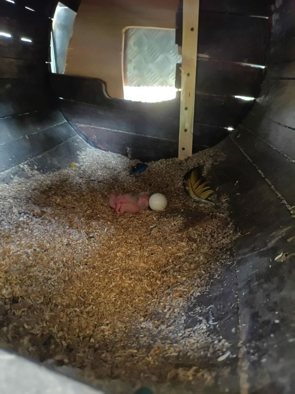   Bébés Ara Ararauna 