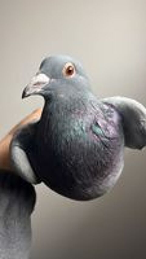   Pigeon voyageur 